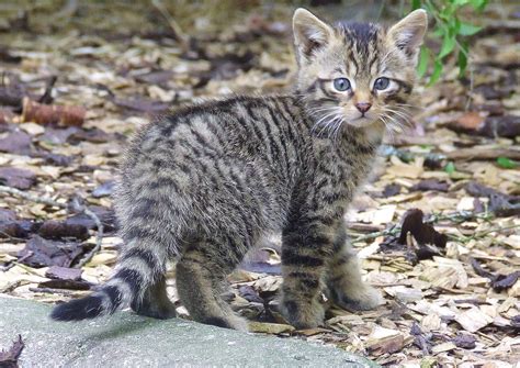 Hybridisation In Scottish Wildcats Peoples Trust For Endangered Species