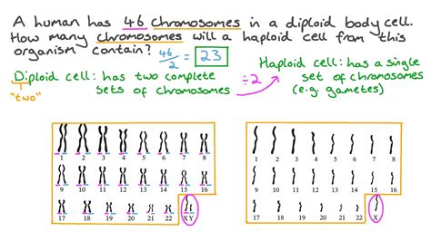 Question Video Recalling How Many Chromosomes A Human Haploid Cell Contains Nagwa