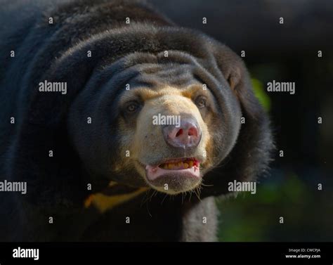 Malayan Sun Bear Helarctos Malayanus Thailand Captive Stock Photo