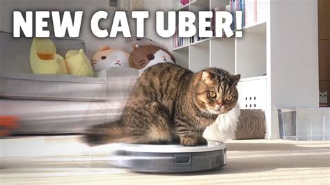 My Robot Vacuum Transformed Into A Cat Uber Kittisaurus Youtube