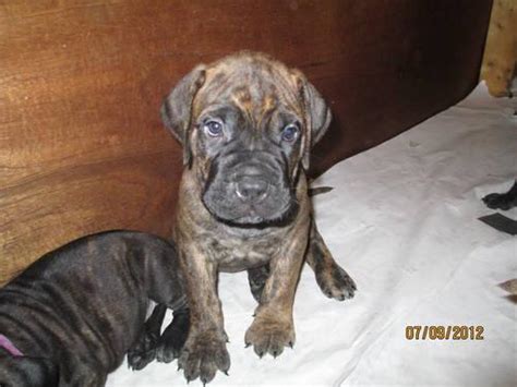 331 likes · 16 talking about this. Brindle Bullmastiff Male Pup! 6 Weeks Old! AKC Registered ...