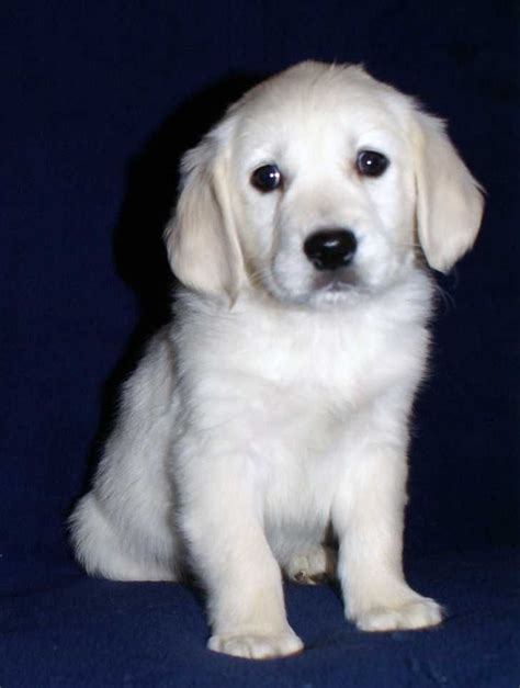 1,456 likes · 9 talking about this. White Golden Retriever Puppy Photos | White golden ...