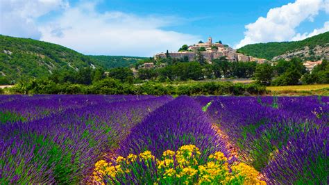 Lavender Field In Provence France Wallpaper For Desktop