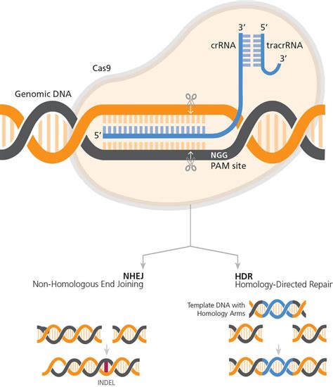 CRISPR Gene Editing Explained