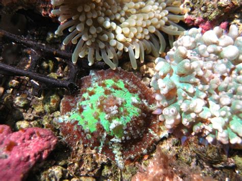 Caribbean Mushroom Florida Keys Marine Life