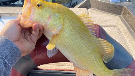 Fisherman Hooks Extremely Rare Golden Largemouth Bass