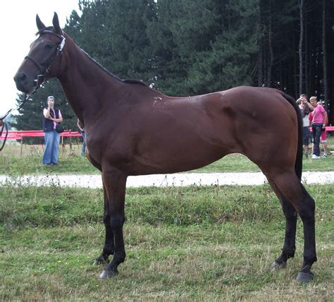 Romania is a country in southeastern europe bordering hungary and serbia to the west, ukraine and moldova to the northeast, and bulgaria to the south. Romanian Sporthorse Horse Info, Origin, History, Pictures