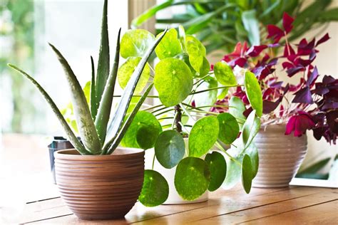 6 Indoor Plants For Beginners Hansen Lawn And Garden