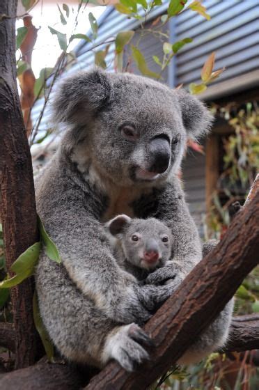 Koalas Baby Koala And Babies On Pinterest