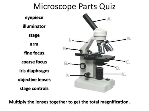 Ppt Microscope Parts Quiz Powerpoint Presentation Free Download Id