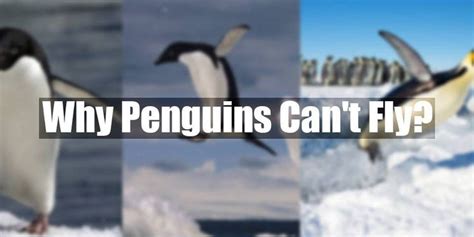 Why Cant Penguins Fly Penguins Penguin Activities Flying