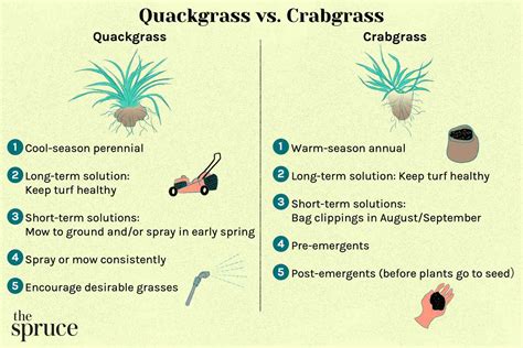 Differences Between Quackgrass Vs Crabgrass