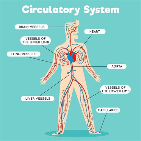 Sistema Circulatorio Infografia Anatomia Del Sistema Circulatorio