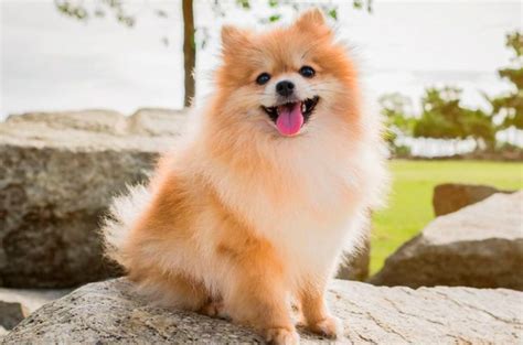 * ricardo rogério de brito, a brazilian football player better known as alemão. Spitz Alemão | O Melhor Conteúdo Pet ao seu alcance