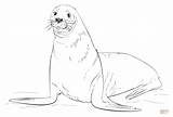 Otarie Coloring Lobo Foca Seals Supercoloring Gratuit Parda sketch template