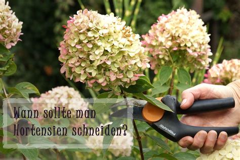 Wann sollte man Hortensien schneiden? Nach der Blüte? Und ...