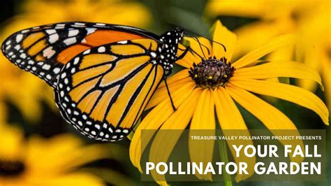 Your Fall Pollinator Garden North End Organic Nursery
