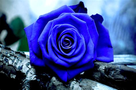 Blue Roses Wallpaper 58 Images