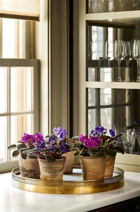How To Repot African Violets Martha Stewart