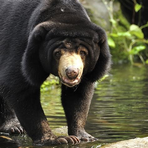 Malayan Sun Bear Species Overview Wildark 100 Biodiversity Warriors
