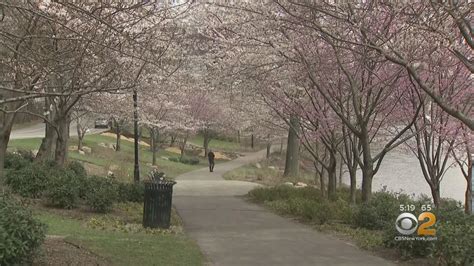 Cherry Blossoms In Branch Brook Park At Peak Bloom Youtube