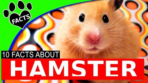 Hamster Facts And Information For Kids Animal Facts Animal Facts