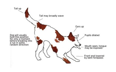 How To Read Your Dogs Body Language Tail And Fur