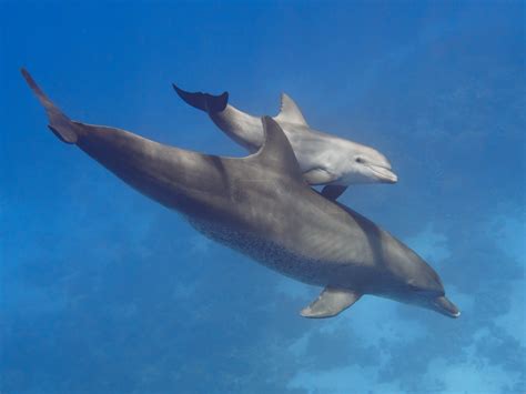 Bottlenose Dolphin Newborn Development Dr Carin Bondar