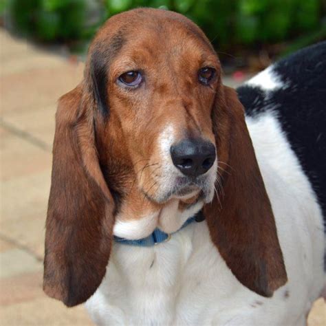 Dixie Rose Is A 3 1 2year Old 37lb Female Basset Hound She Is As Laid Back As Her Ears Are
