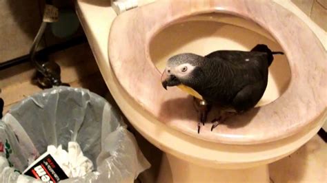 Potty Trained Parrot Flying To Toilet And Pooping Youtube