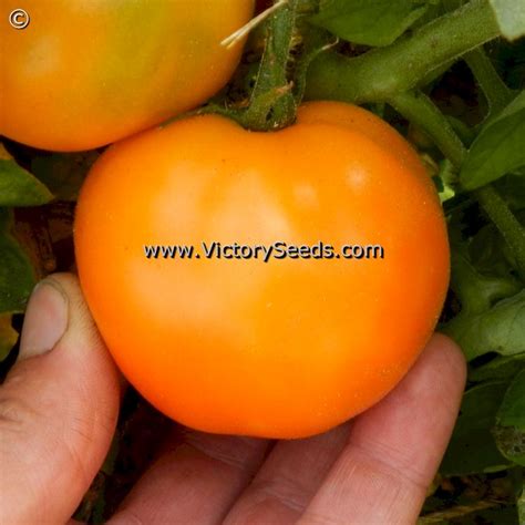 Orange Tree Tomato Victory Seeds® Victory Seed Company