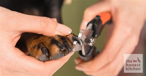 Check spelling or type a new query. Tips & Tricks for Cutting Your Pet's Nails - German Shepherd Dog Forums