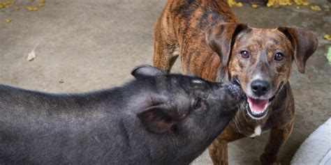 Rescue Pig Kisses Her Best Dog Friend Every Chance She Gets Now These