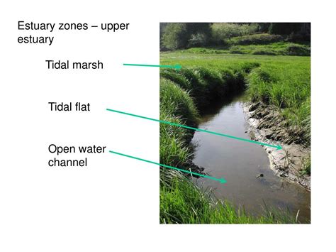 Ppt Estuary Definition And Orientation Powerpoint Presentation Free