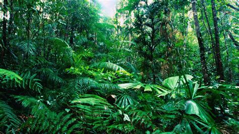 Tropical Jungle Widescreen Wallpapers 08543 Baltana