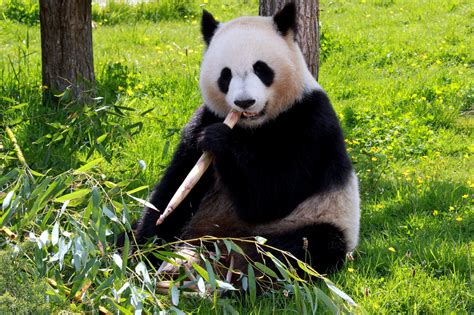 Free Photo Panda Bear Animal Bear Jungle Free Download Jooinn