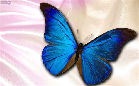 Blue Butterfly Desktop Wallpapers Top Free Blue Butterfly Desktop