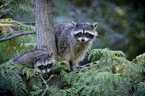 Raccoons In Stanley Park Photograph By Maria Angelica Maira Fine Art America