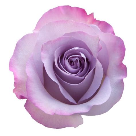 Purple Haze Rose Wholesale Roses And More Magnaflor In 2020