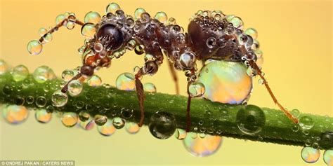 Bugs Amazing Photos Show Microscopic Insects Coping With A Downpour