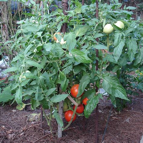 Goliath Tomato Plant