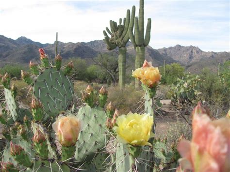 Tucson Desert Bursts Into Dazzling Cactus Bloom Outdoors