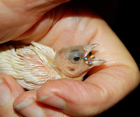 Baby Yellow Back Gouldian Finch Has Fluorescent Feeding Spots Beside