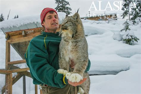 Lynx Of Alaska Alaskaguide