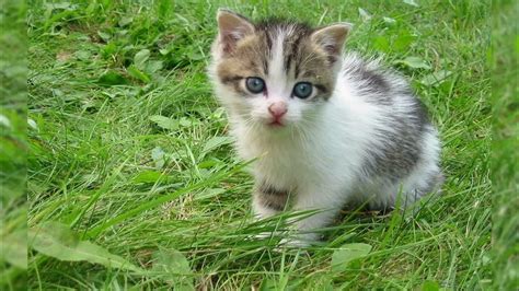 صور قطط صغيرة كيوت في الطبيعه صوت قطط صغيرة Youtube