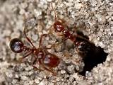 Images of Fire Ants Photos