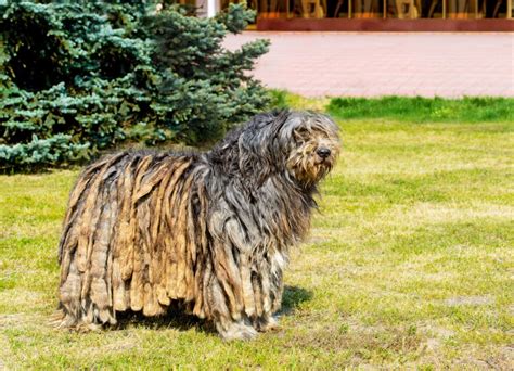 Dogs With Dreadlocks What Are Corded Dog Breeds