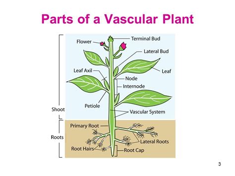 Vascular System In Plants Biology Plants Vascular Plant Plants