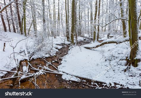 Winter European Forest Small Stream Beautiful Stock Photo