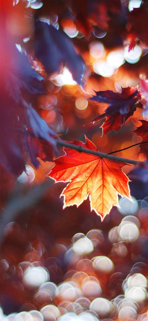 1125x2436 Fall Leaves Trees Sunlight Colorful Sun Beams Iphone Xs